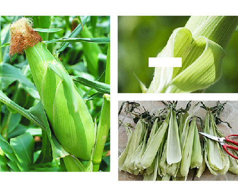 Corn husks used as raw natural fiber material for weaving eco-friendly straw baskets.
